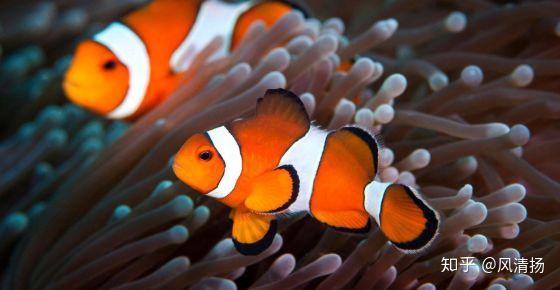 浅谈海洋生物为了生存繁殖而进化出的奇特现象