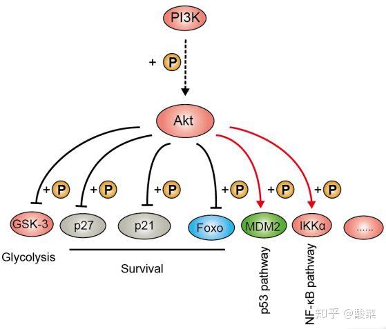 经典信号通路总结——pi3k/akt/mtor信号通路