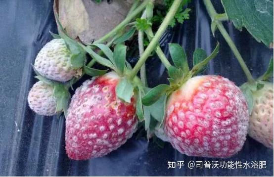 草莓花灰霉病严重如何进行有效防治司普沃给出了答案