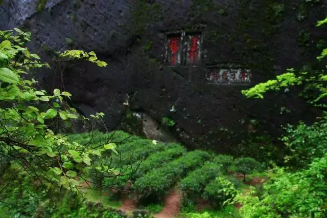 *海拔高度:238m *品种代表:肉桂,水金龟 从武夷山景区北口进入,在去往