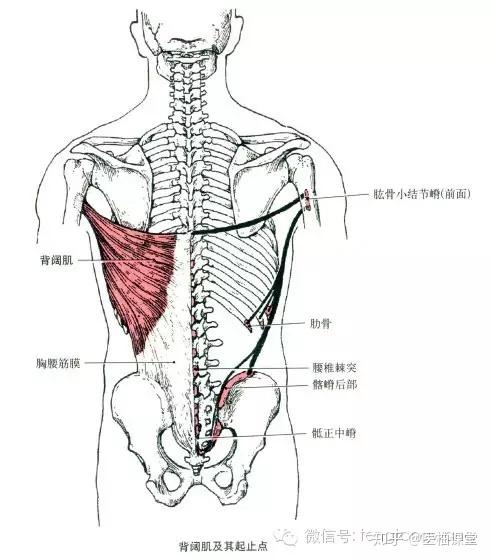 三角肌的解剖