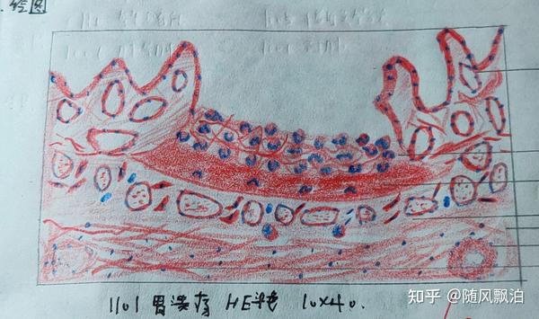 病理切片绘图红蓝铅笔
