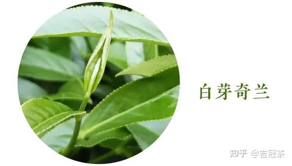 平和白芽奇兰茶历史由来