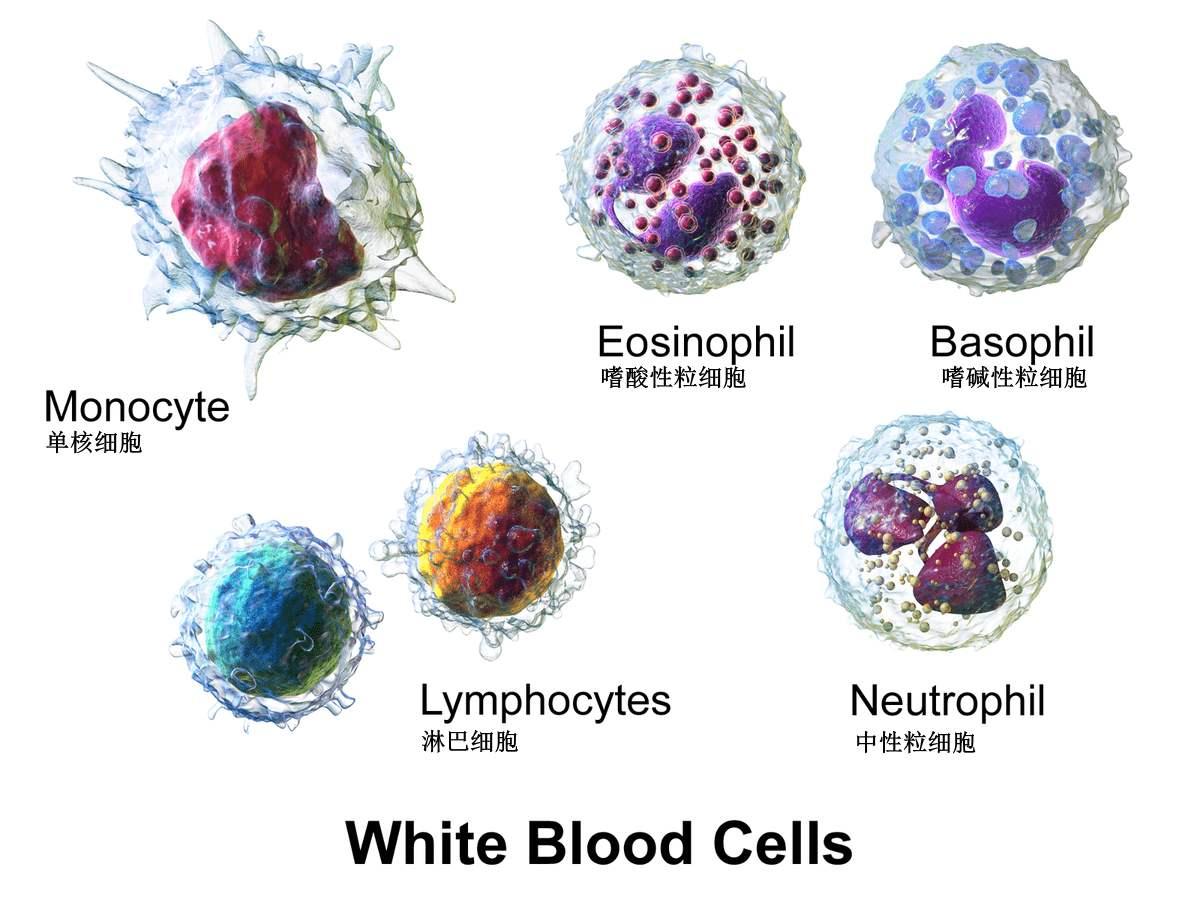 血液中的白细胞有五种按体积从小到大