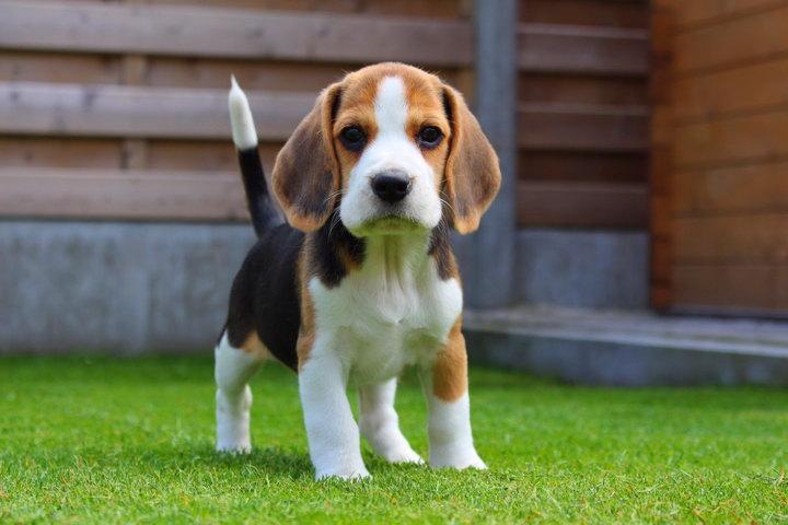 比格犬beagle