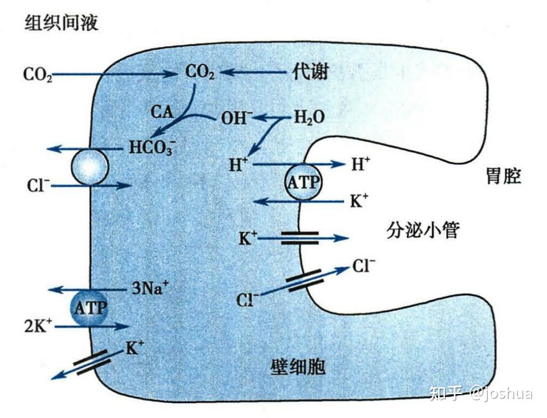 请问糖皮质激素为什么可以促进胃腺分泌盐酸和胃蛋白酶原我查生理消化