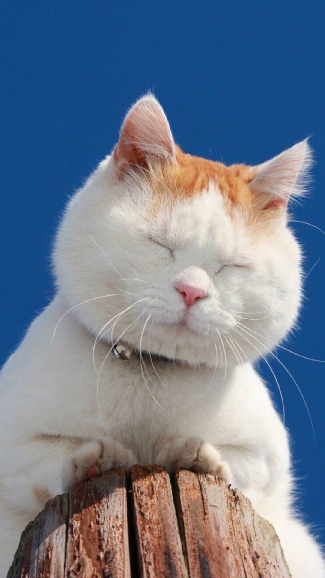 有哪些超级治愈的猫咪壁纸