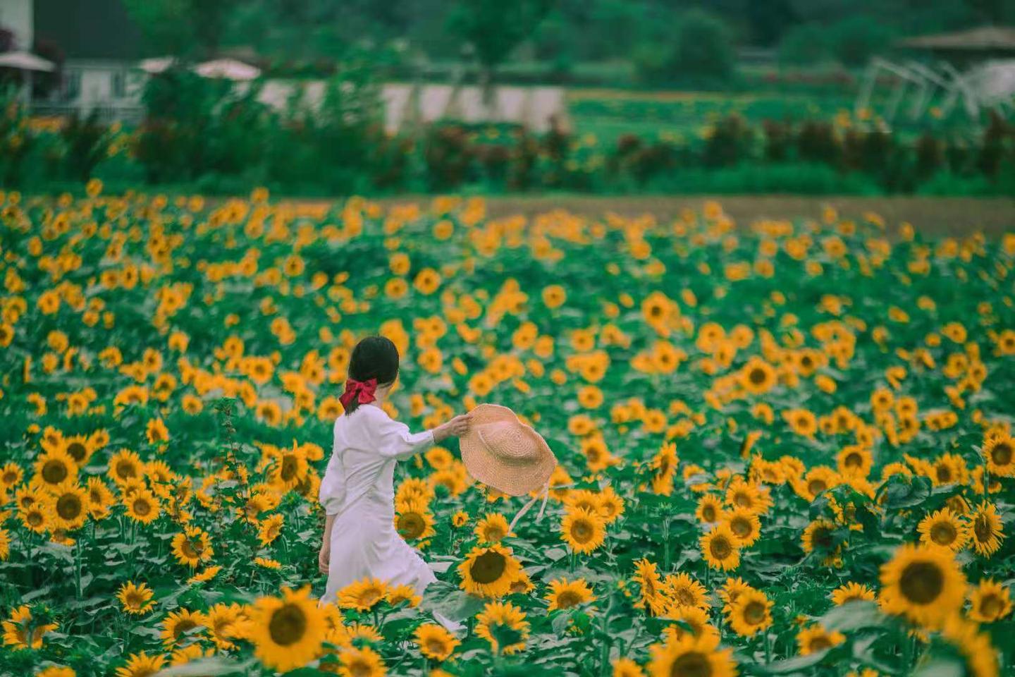 1 人 赞同了该文章 成都今夏超大向日葵花海 蔚然花海景区向日葵