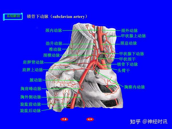 【高清】肺循环的血管,头,颈,上肢的动脉解剖图