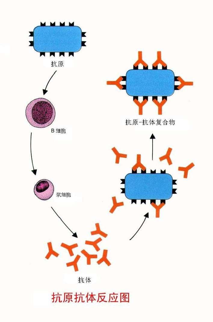 抗原抗体反应特点(可逆性,阶段性),电解质,等电点