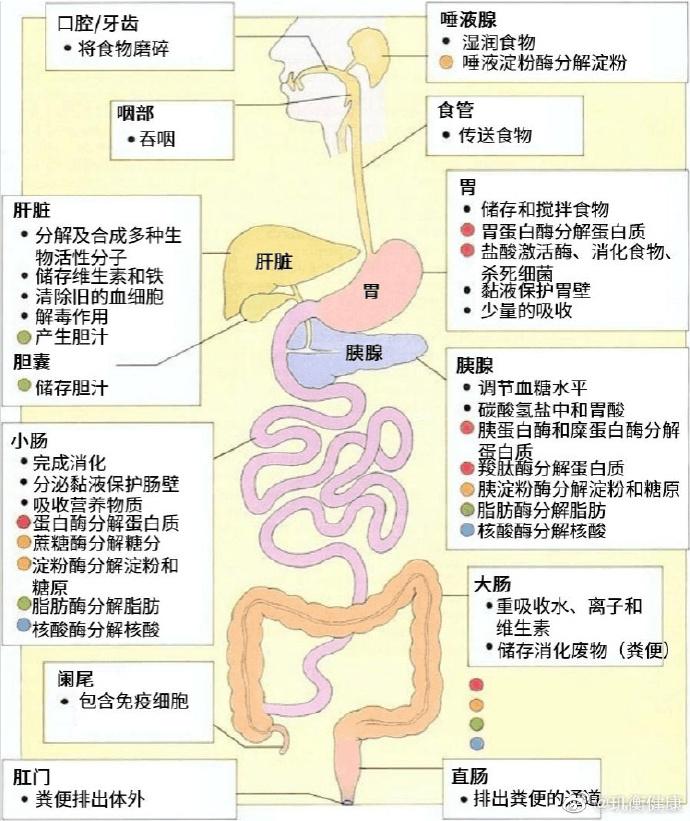 常见消化系统疾病以及营养治疗方案