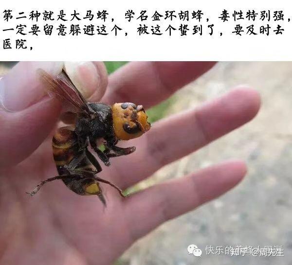 这个是什么蜂啊毒性大嘛