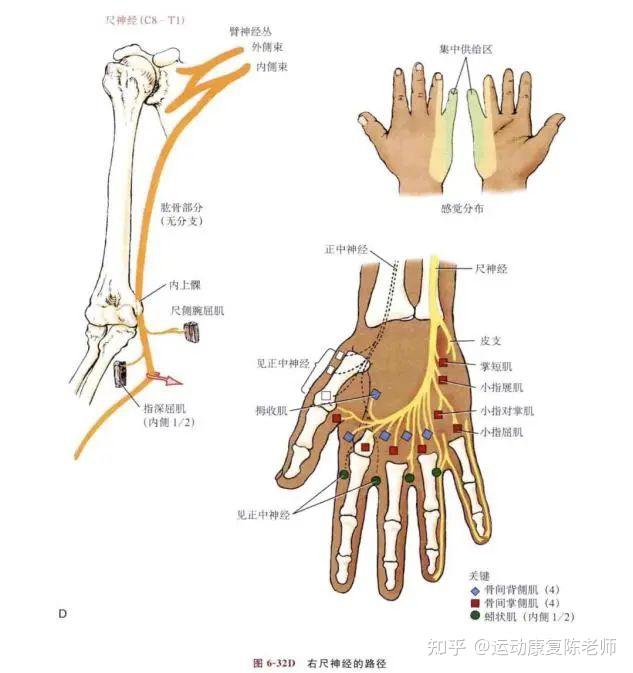 其中最主要的是尺神经和正中神经,它们以及各个分支支配着我们手部和