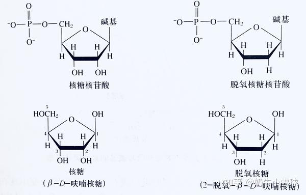 图五:核苷酸,核糖和脱氧核糖结构