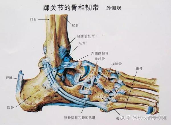 脚踝和足部这种错综复杂的关节运动主要是依靠足部和小腿的肌肉得以