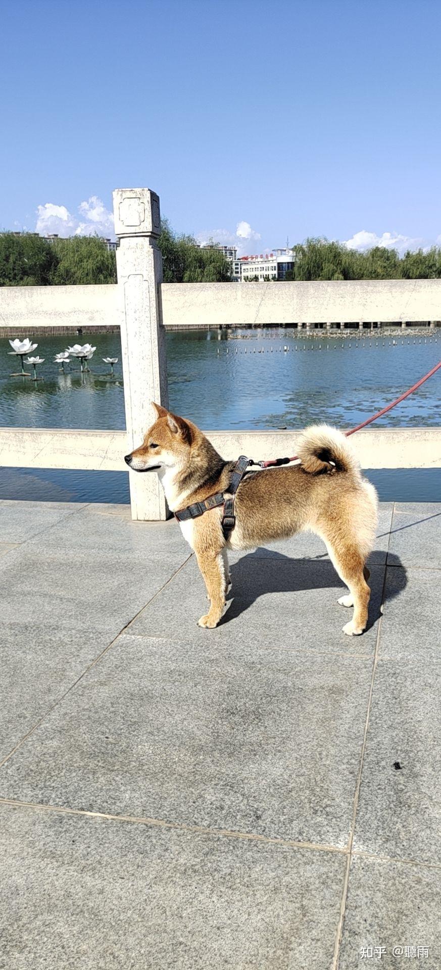 劳烦各位帮我看下这个柴犬幼犬是胡麻柴还是赤柴