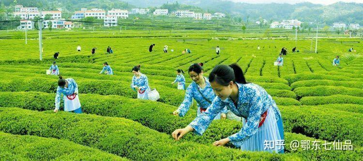 湖北英山素有"中国茶叶之乡"之称,地处大别山腹地,北纬30度黄金产茶区