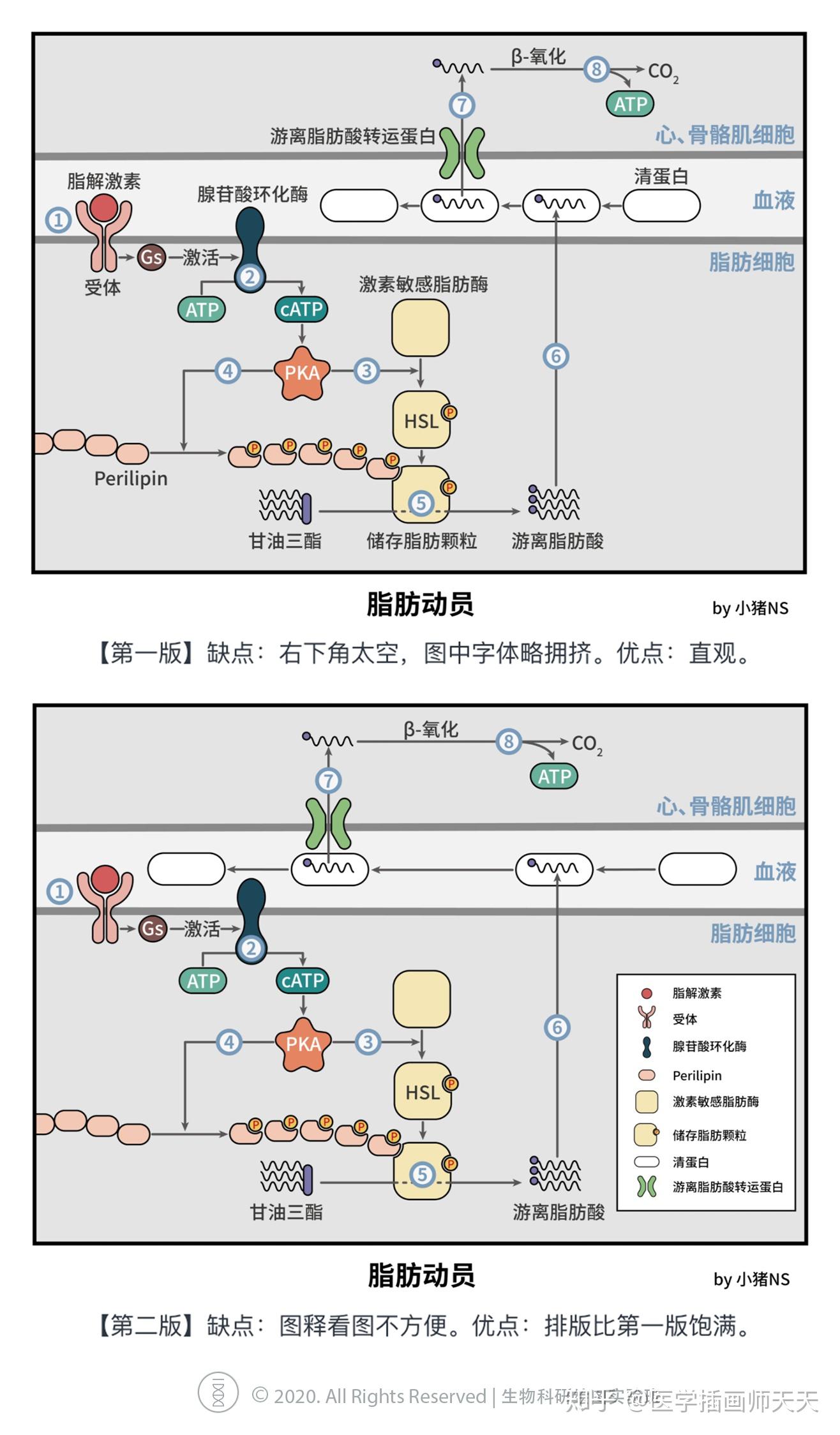 不玩weibo 医学插画师天天微信 marystx_生物医学插画师 邬文静