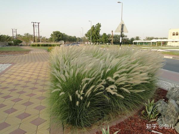 pennisetum setaceum 羽绒狼尾草