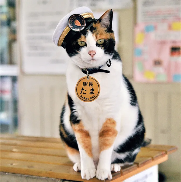 走近日本的猫文化