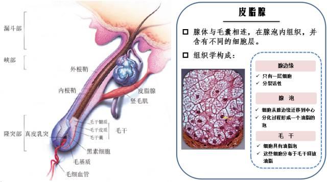 皮脂腺对痤疮发病有何影响