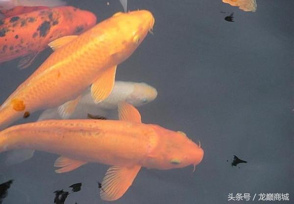 史上最全锦鲤鱼品种详细介绍寓意鲤鱼跃龙门之志