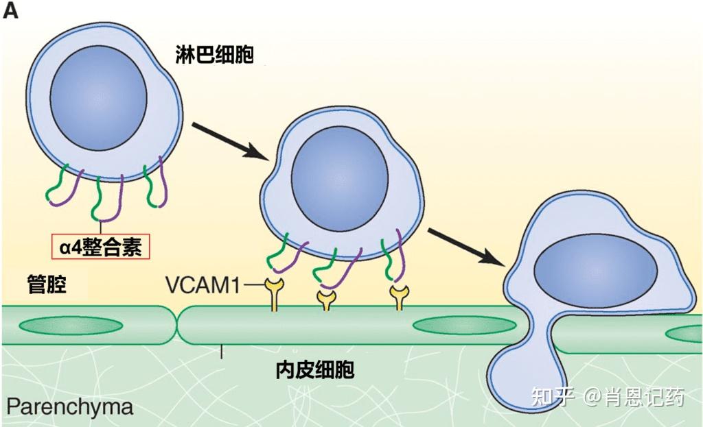 Natalizumab