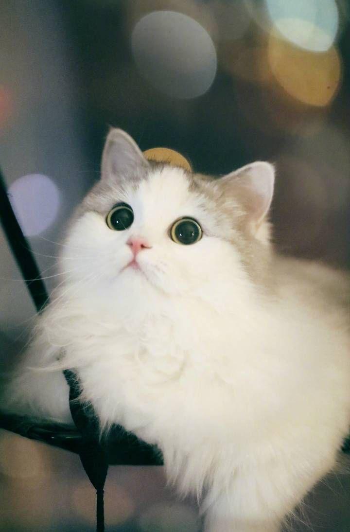有哪些好看的猫咪壁纸或头像