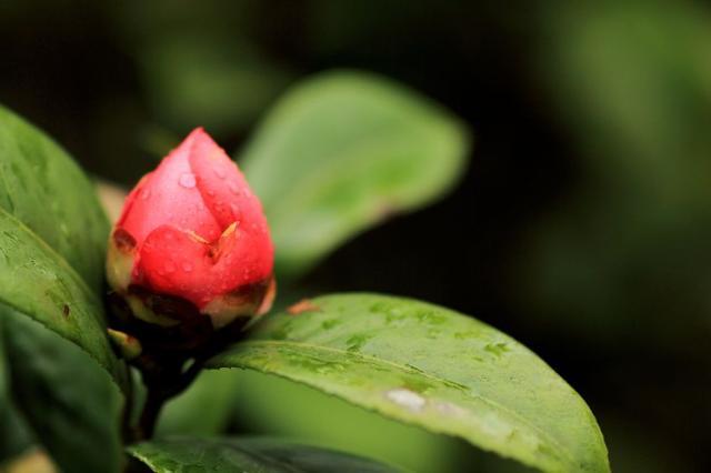 所以,总结一下,山茶花花骨朵不开花的原因主要有四点.