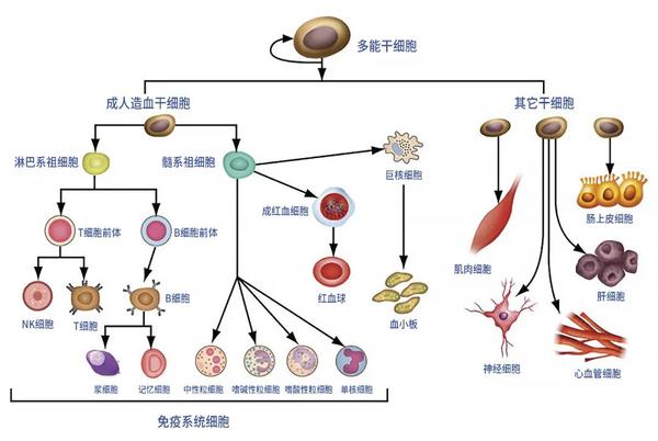 人体干细胞分化示意图,马炯根据网上资料制作