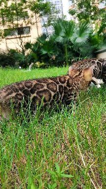 孟加拉豹猫
