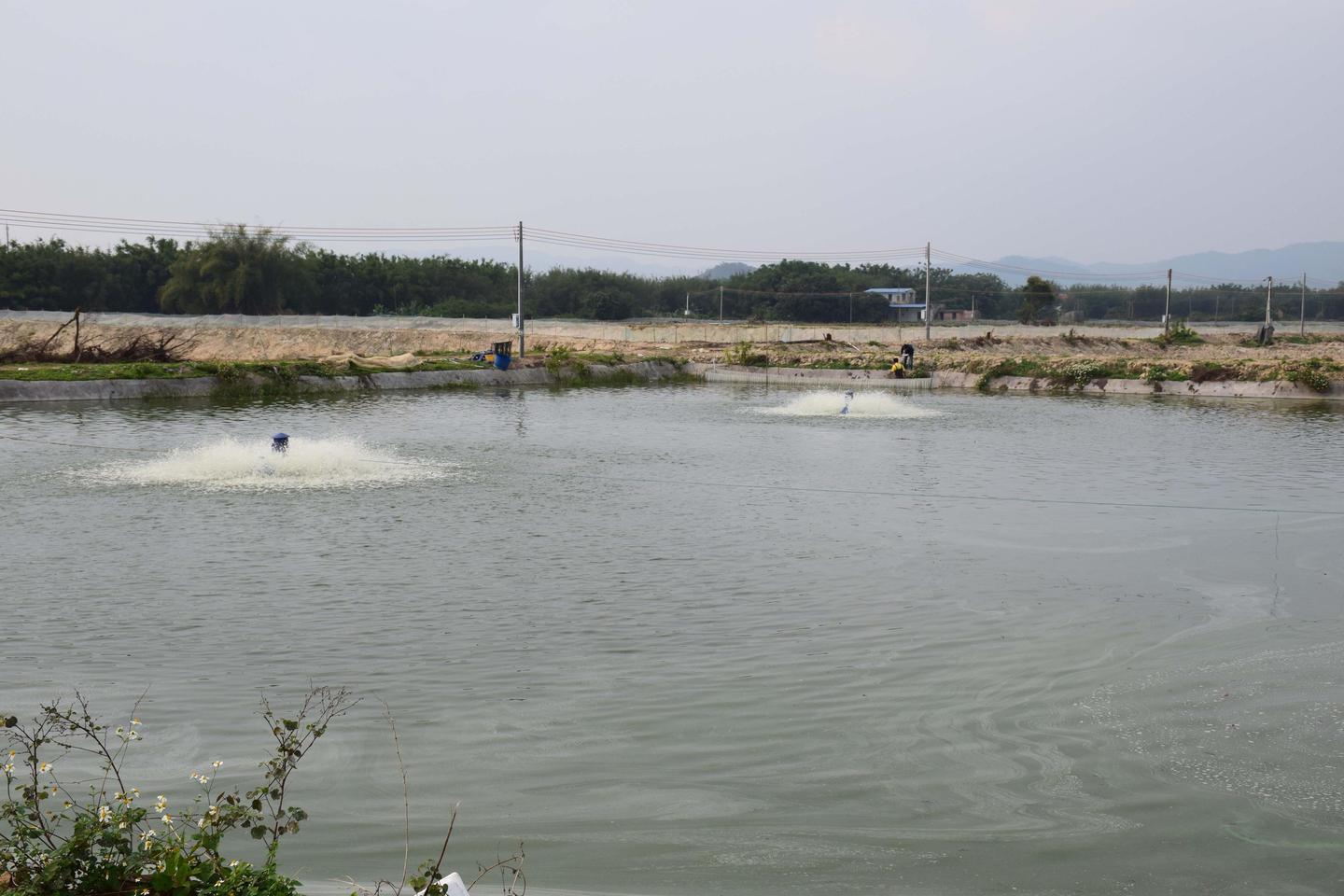 立秋后池塘水产养殖三注意