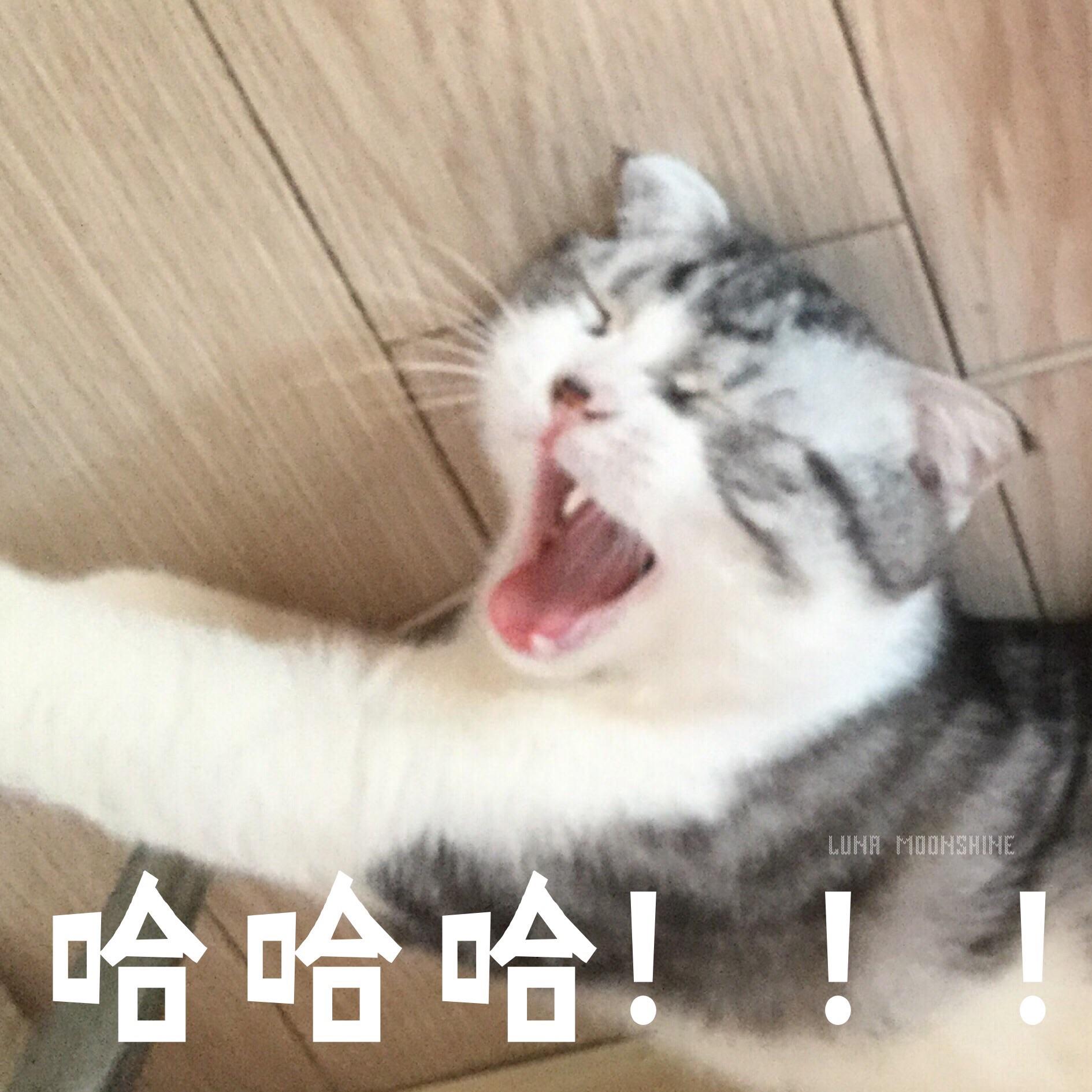 有没有猫咪表情?新生儿视频表情搞笑图片