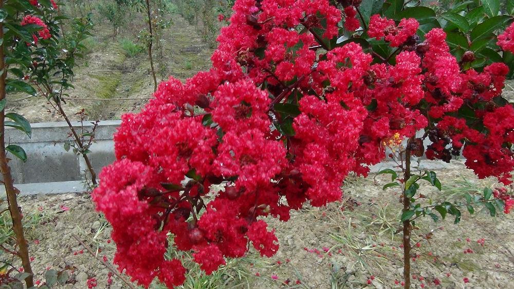 紫薇花树苗优选红花火红紫薇新品种苗木