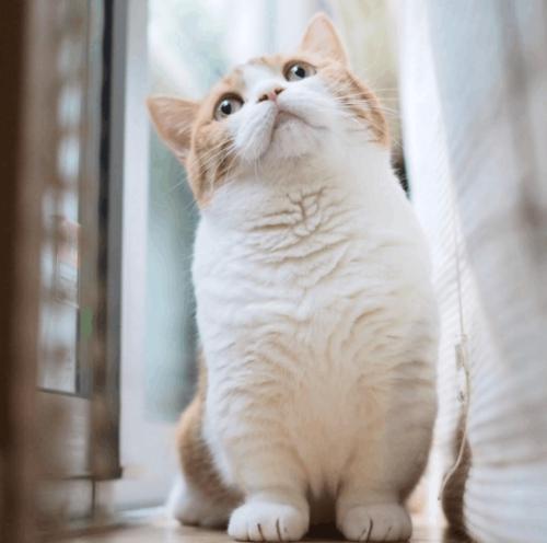 想知道这张品种的猫是表情?蓝朋友表情包图片