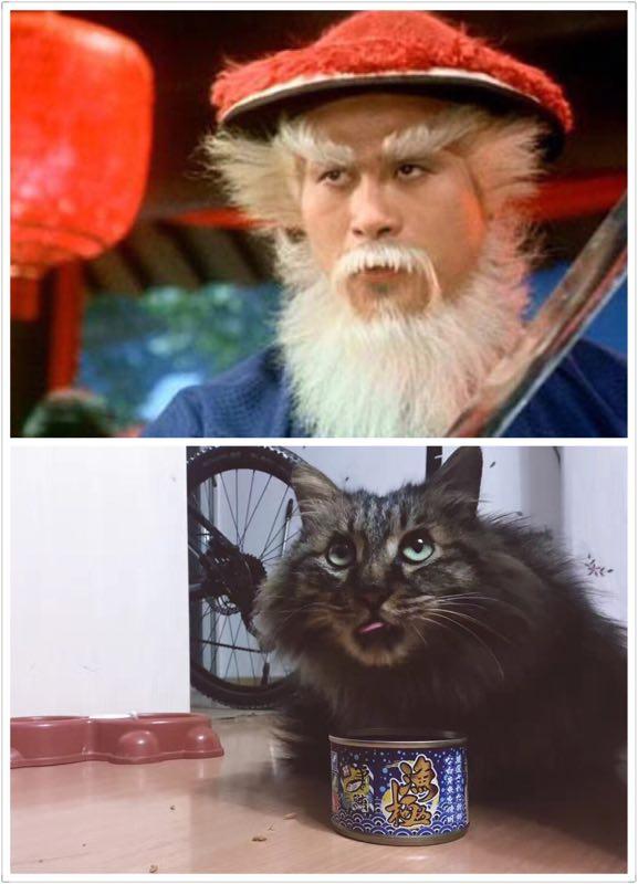 我在朋友圈一发猫  下面都在嘲笑他长得像鳌拜的
