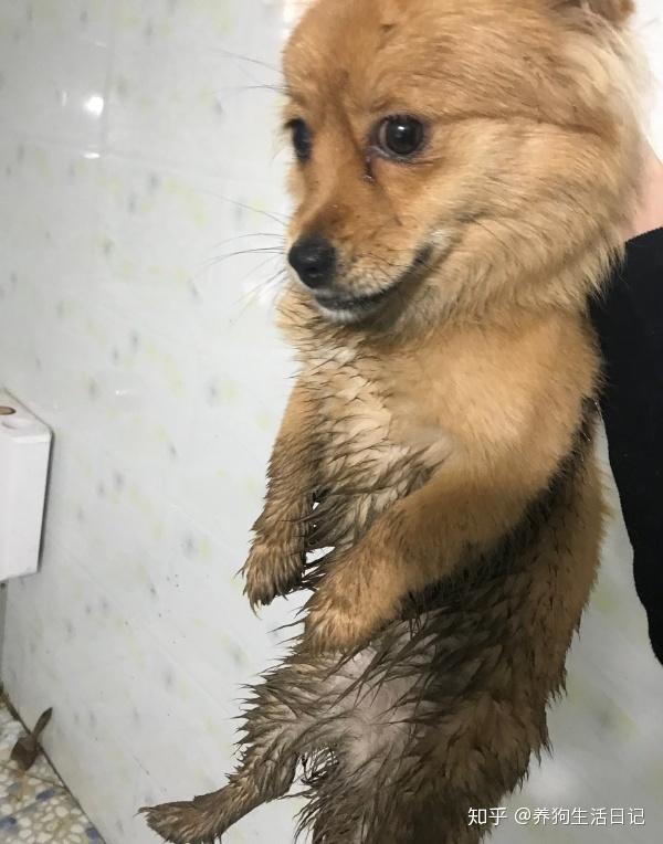 老三看狗丨我听说过脏脏包,你听说过脏脏狗吗?