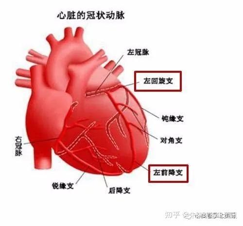 起于主动脉根部,分左右两支,行于心脏表面,主要由左侧的前降支,回旋支