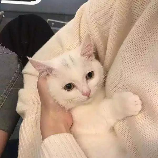 有什么猫狗的情侣头像?
