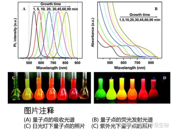 水溶性cdtecds量子点发射600nm检测氨基羧基修饰碳量子点激发450nm