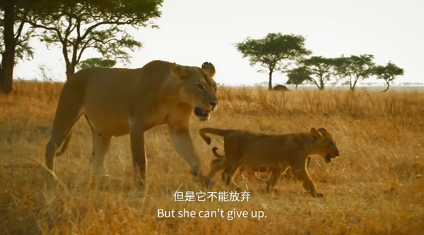 纪录片推荐:bbc力作《塞伦盖蒂》,高度还原真实非洲,好看过《狮子王》