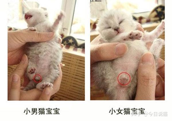 一般适用不足1个月的小小猫,用手指轻轻摸小男猫宝宝的小腹,能摸出一