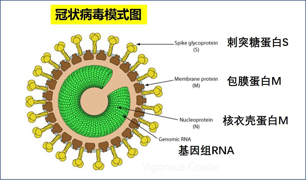 新型冠状病毒快速检测之原理1