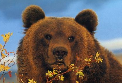 俄罗斯的民众为什么那么喜欢熊