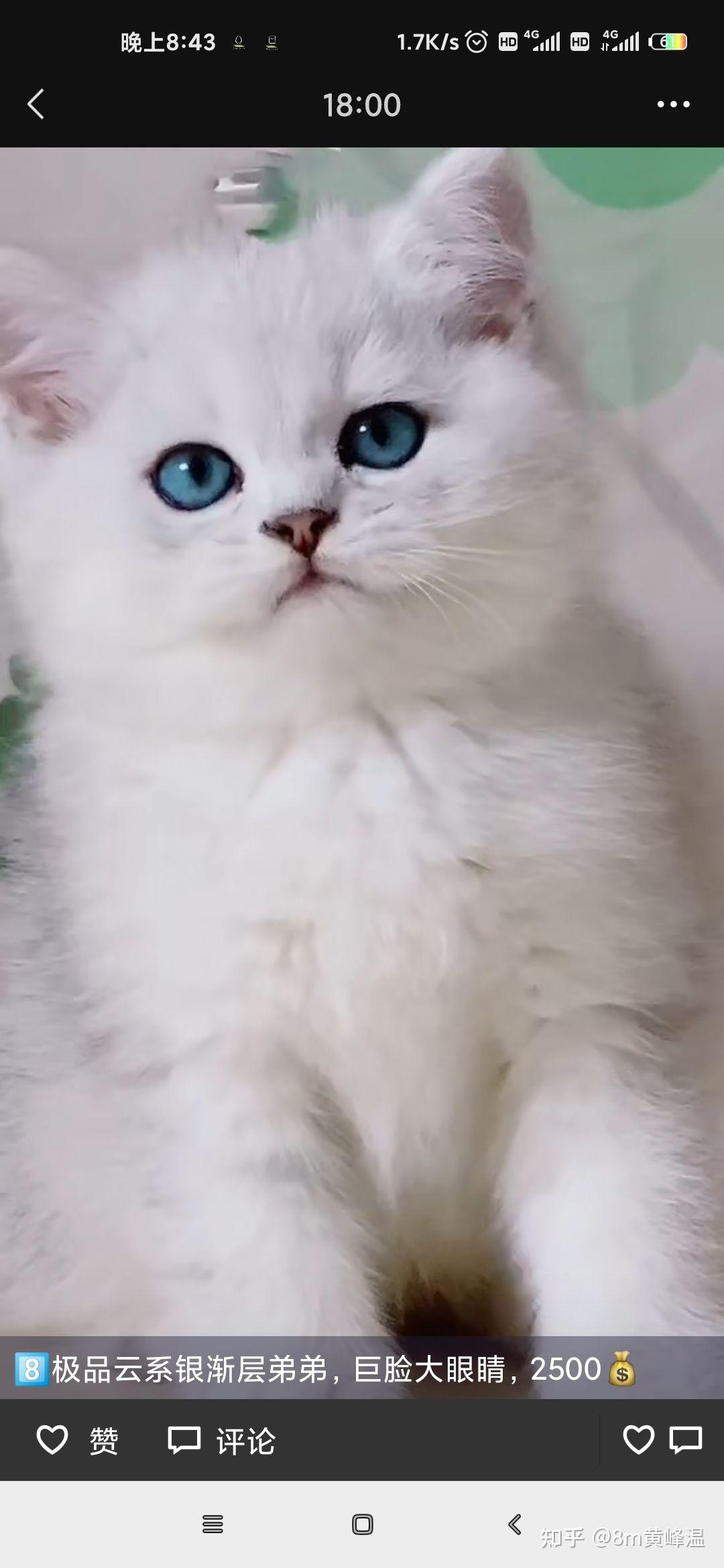 请问这是银渐层还是虎斑猫