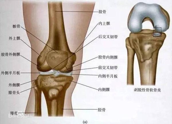 膝关节前交叉韧带术后康复指南