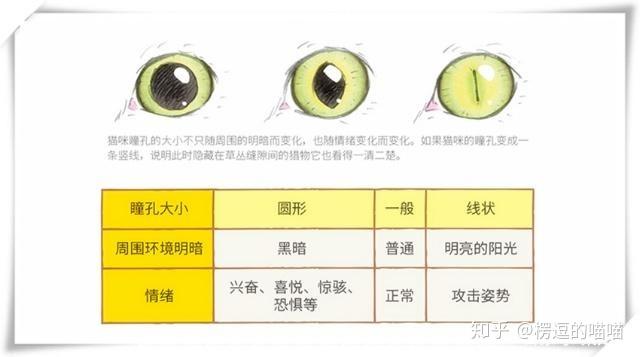 涨知识猫咪瞳孔会变化