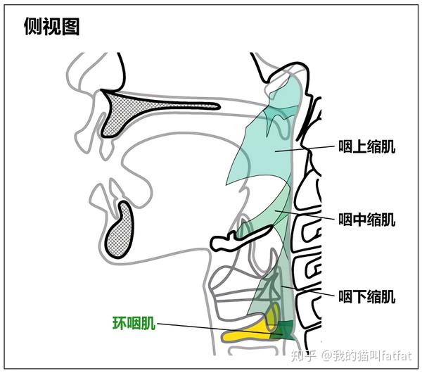 以上以及其他一些喉部肌群的肌肉,都会影响环状软骨位置.