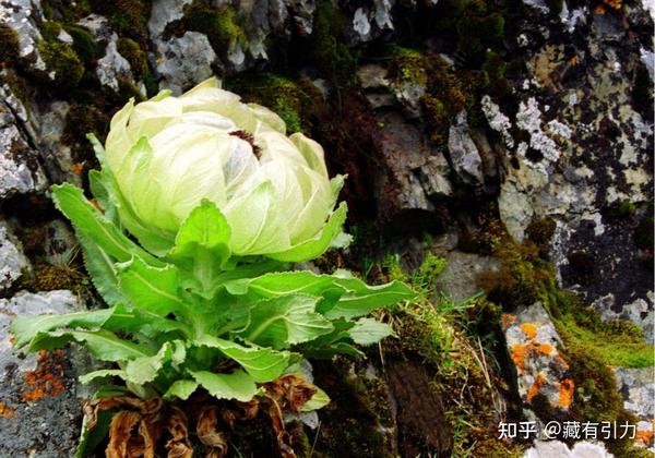 被誉为"药中极品",金诃藏药带你认识藏药奇葩藏雪莲