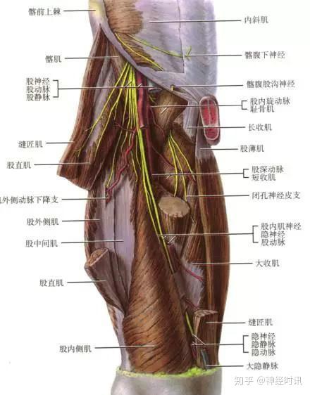 大腿部 股神经走形在缝匠肌,股直肌,股外侧肌深面